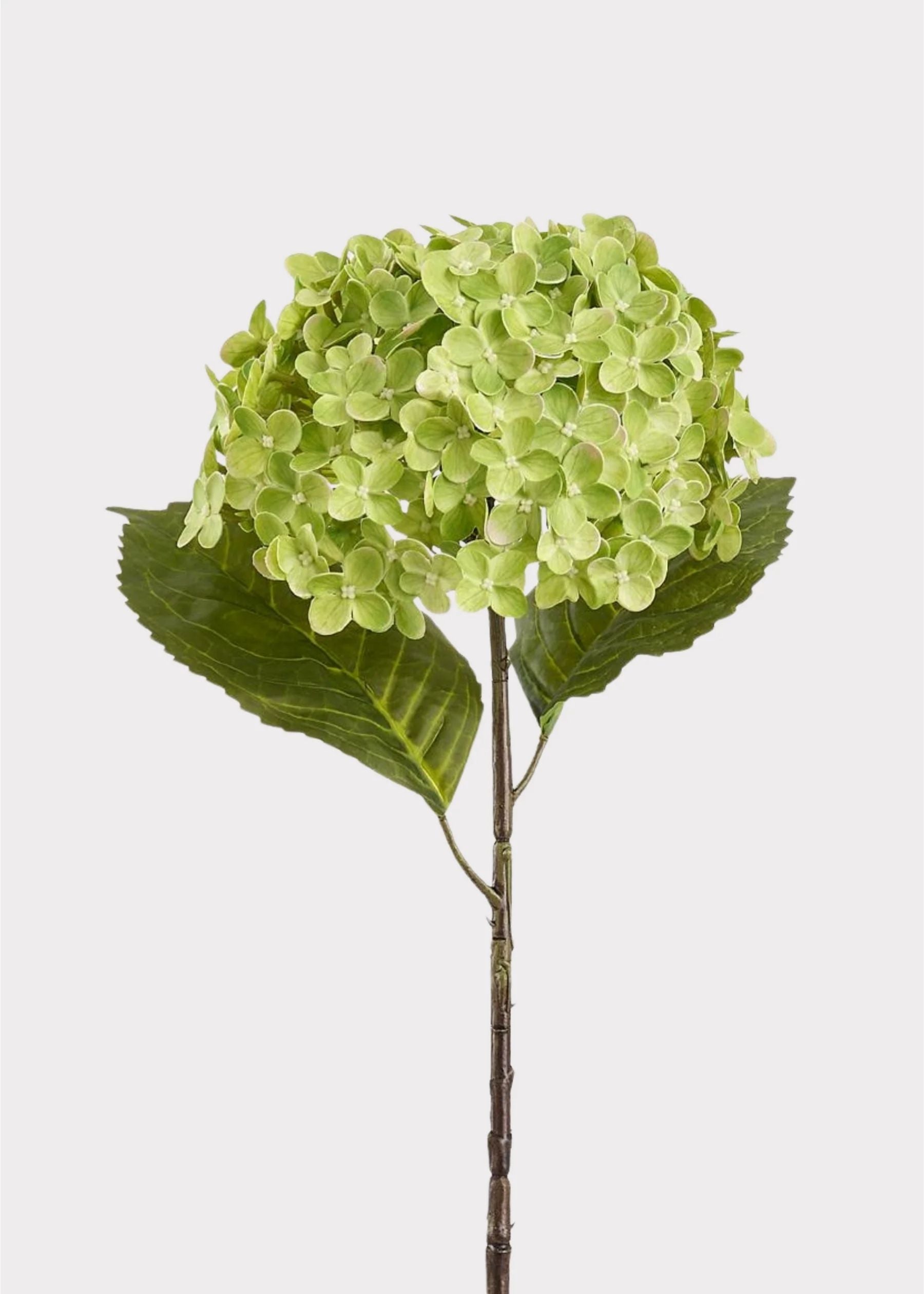 Antique Hydrangea Stems – The Beauty of Fresh Hydrangeas Without the Upkeep