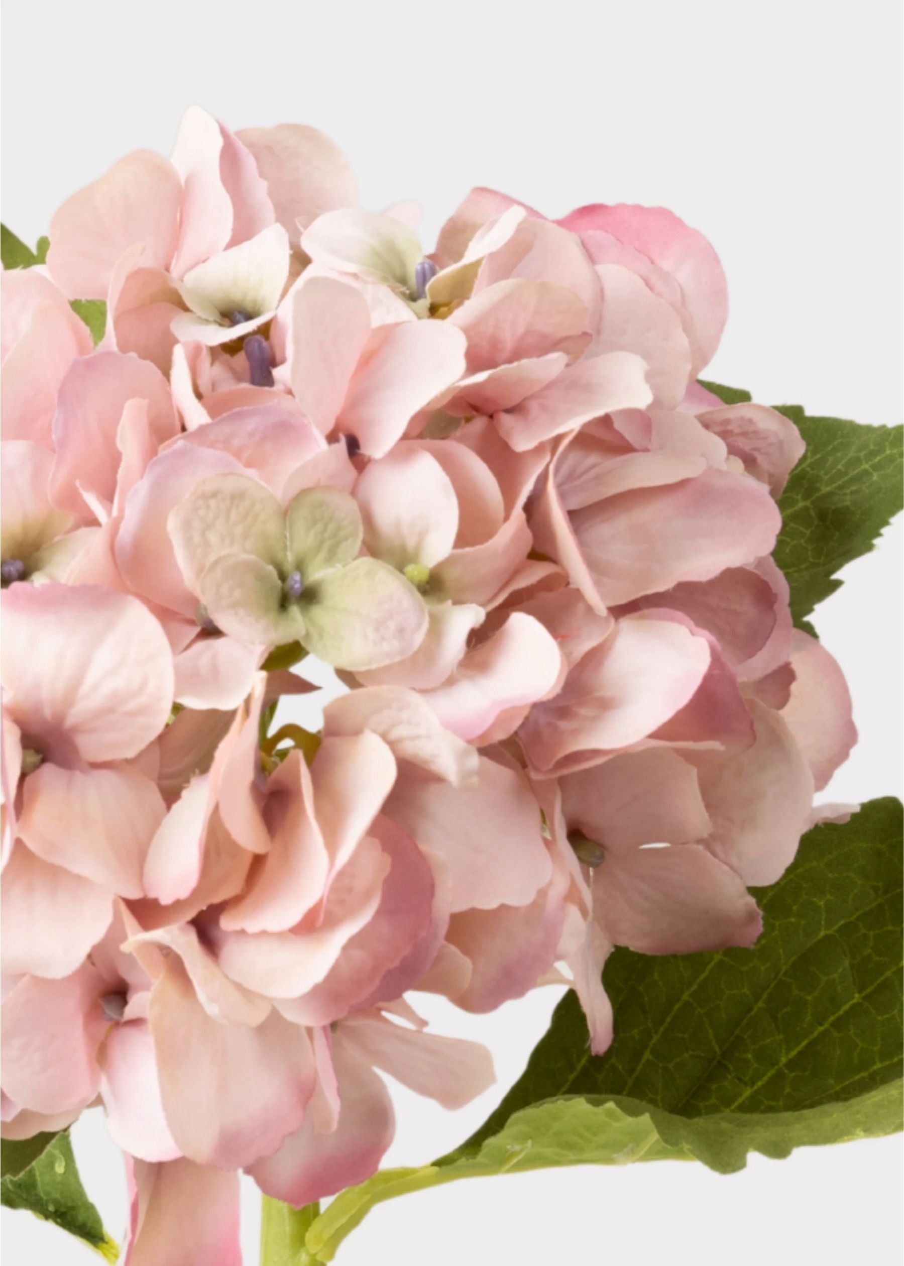 Antique Hydrangea Stems – The Beauty of Fresh Hydrangeas Without the Upkeep
