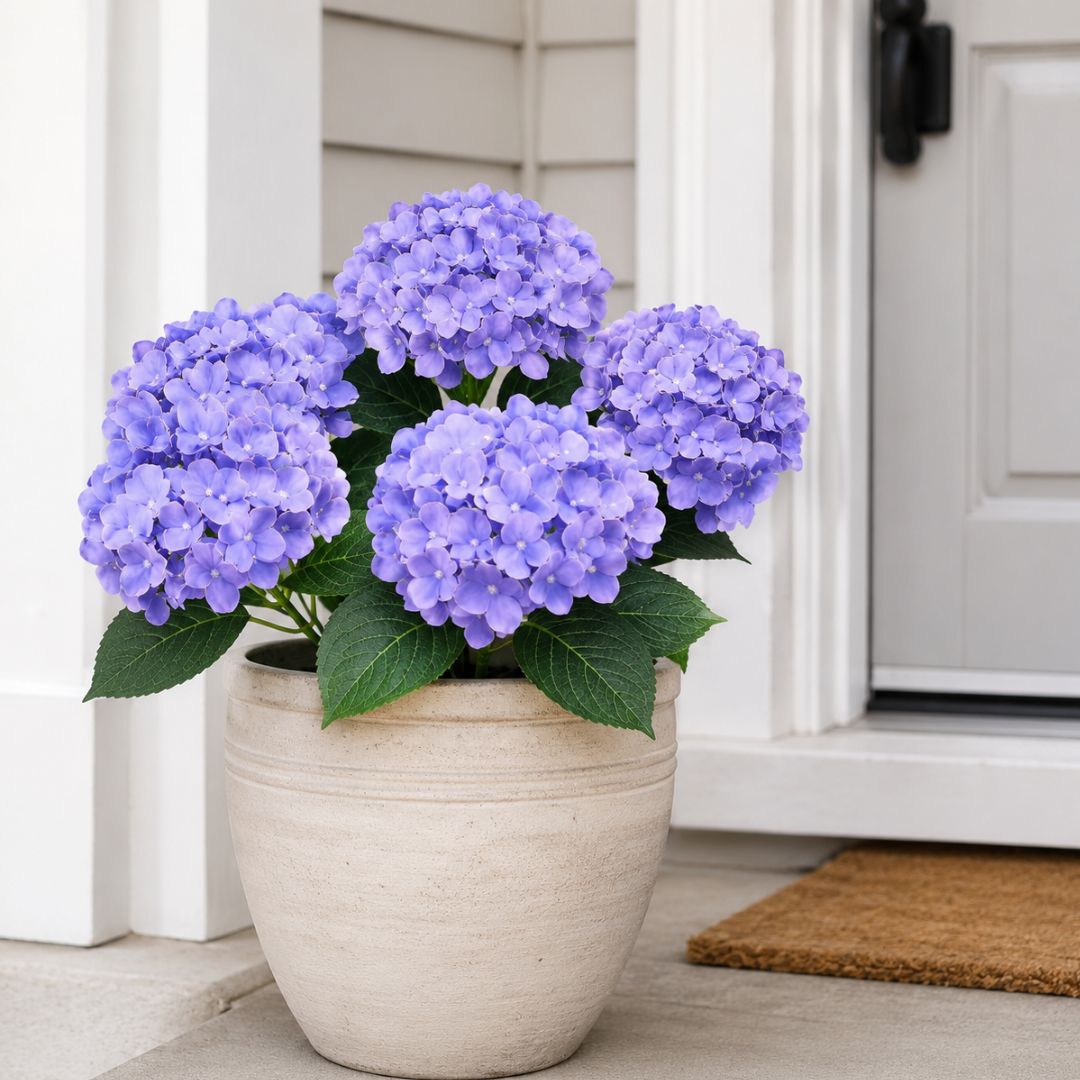 Faux Outdoor Hydrangeas: Weatherproof and UV-Resistant