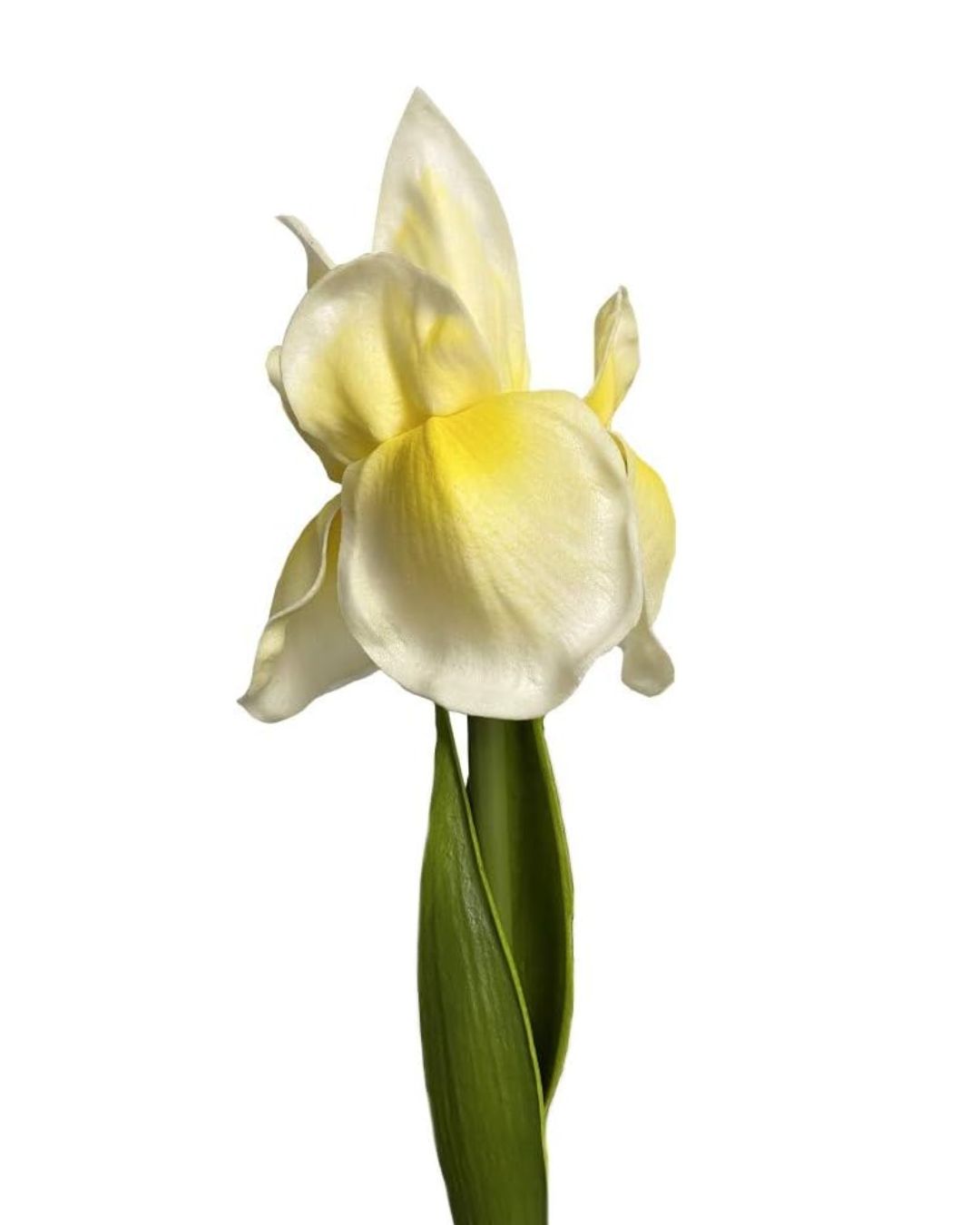 Real-Touch Iris Stems – The Elegance of Garden Irises Without the Short Season